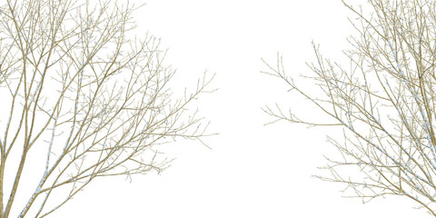 Fototapeta premium Winter tree isolated on white