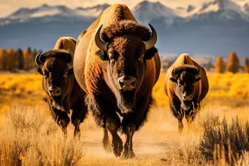 Foto op Canvas American bisons in the wild © Veniamin Kraskov