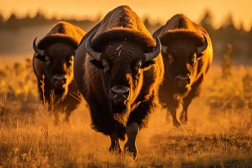 Fotobehang American bisons in the wild © Veniamin Kraskov