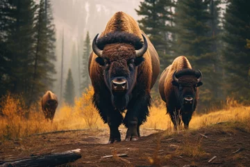 Rolgordijnen American bisons in the wild © Veniamin Kraskov