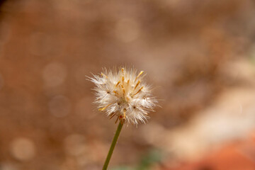 dandelion seed head