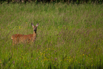 Reh auf einer Wiese