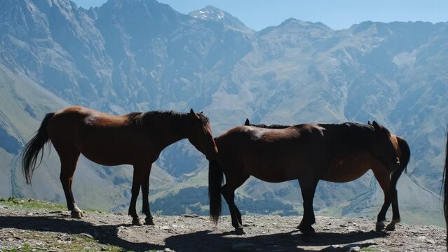 Stepantsminda village, Georgia country. Brown free horses walk and stand on the observation deck on a sunny summer day. Beautiful rocky mountains and peaks