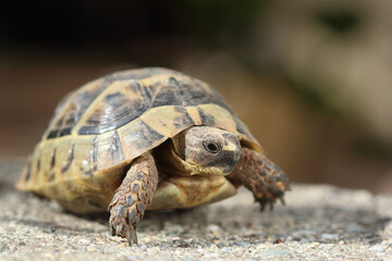 a turtle on the rocks