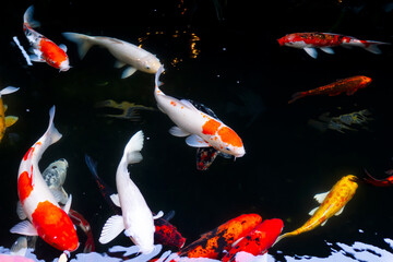 Fancy Carp swimming in water