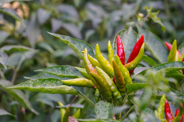 Hot peppers grow in the rain

