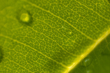 Leaf Texture with water droplets