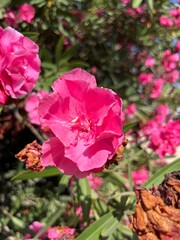 Tender pink flowers on the bush, blooming bush