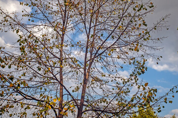 Fototapeta na wymiar Branches of a tree with yellow leaves on an autumn day