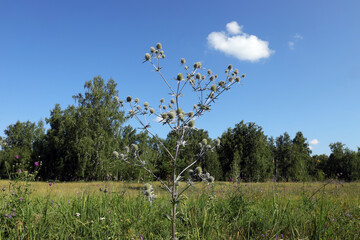 лекарственное растение синеголовник (лат. Eryngium) растет и цветет на фоне леса и синего неба