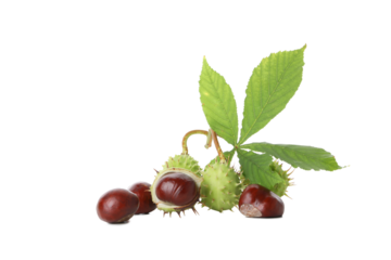 PNG, a chestnuts isolated on white background