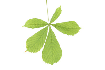 PNG, a chestnut leaf isolated on white background