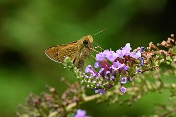 A Common straight swift ( Parnara gutata ). Lepidoptera hesperioidea butterfly. The whole body is brown with four silver markings on the hind wings.