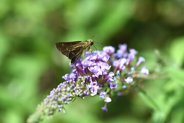 A Common straight swift ( Parnara gutata ). Lepidoptera hesperioidea butterfly. The whole body is brown with four silver markings on the hind wings.