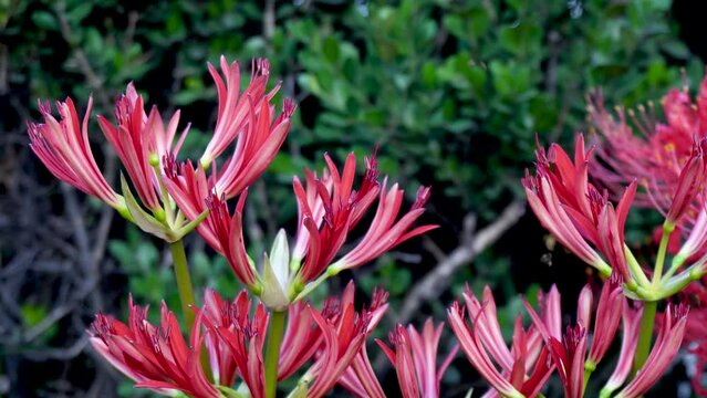 other shore flower, also known as Mansa Zhuhua, also known as stone garlic, dragon claw flower, flower of life and death. The word is "sad memories".
