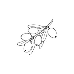 Hand-drawn olive branch with leaves and fruits. isolated vector illustration