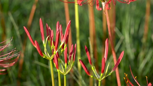 other shore flower, also known as Mansa Zhuhua, also known as stone garlic, dragon claw flower, flower of life and death. The word is "sad memories".
