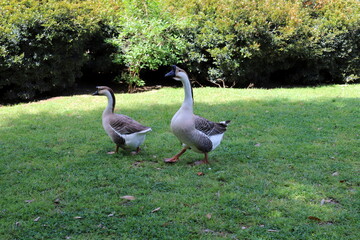 birds on a playground in a city park in northern Israel