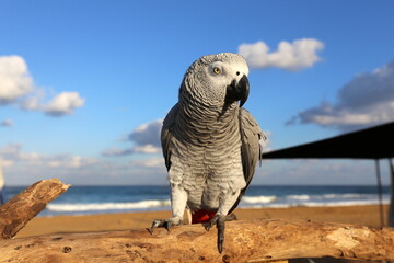 birds on a playground in a city park in northern Israel