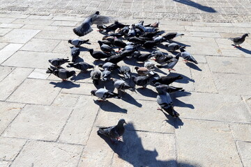 birds on a playground in a city park in northern Israel