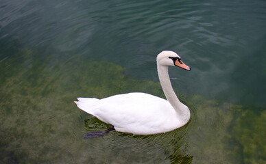 birds on a playground in a city park in northern Israel