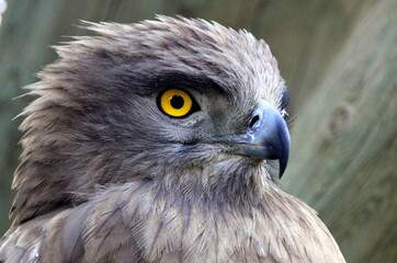birds on a playground in a city park in northern Israel