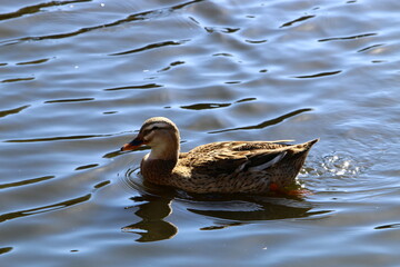 birds on a playground in a city park in northern Israel