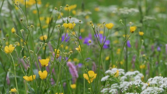 flower MEADOW IN MOUNTAIN