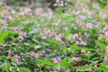 Flowers of invasive plant Impatiens glandulifera or Himalayan Balsam or policeman's helmet flowers in full bloom in natural background
