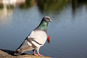 birds on a playground in a city park in northern Israel