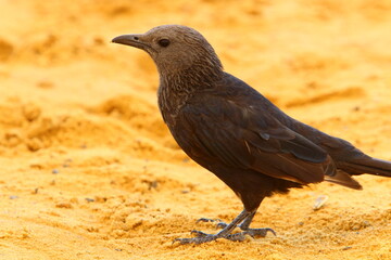 birds on a playground in a city park in northern Israel