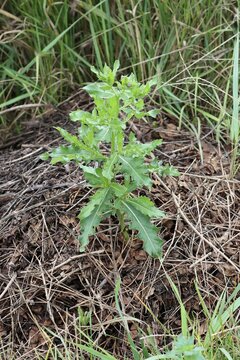 Garden thistle wheed on stack of grass