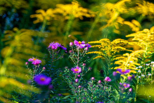Purple aster and goldenrod flower plants in garden