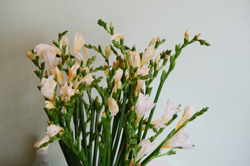 partially wilted white freesia flowers against bright wall