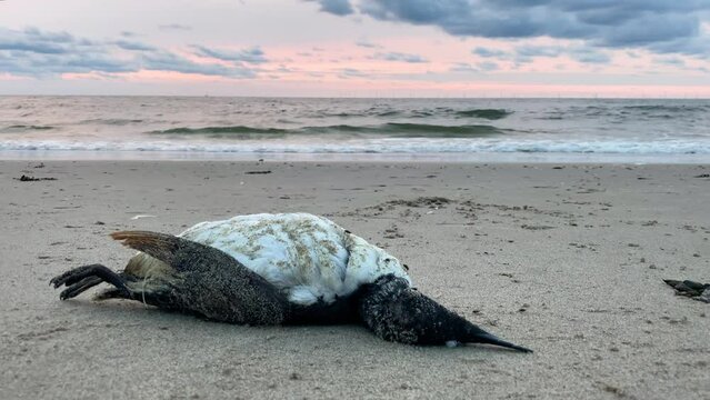 A dead common guillemot fish eating seabird washed ashore on a sandy beach