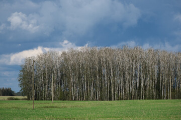 birch grove without leaves in summer after hail and storm.