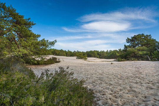 Green bright pine trees against the blue sky. Dunes and sand. Baltic coast of Poland.