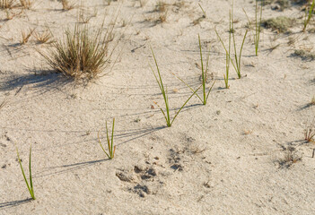Lonely dry plants against a background of light sand. Dejection and abandonment. Sad mood. - 652193701