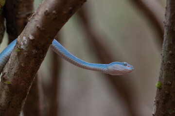 Blue Viper aka Trimeresurus Insularis in Nature