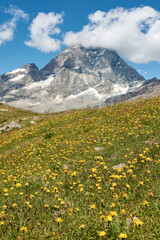 Fototapeta na wymiar The Matterhorn mount with dandelion meadow in the foreground and blurred background