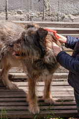 Little girl combing the dog outside Long shedding dog's coat on comb for pets in hand Excess seasonal canine hair loss care Love animals. Mixed-breed puppies adoption concept. Homeless mongrel shelter