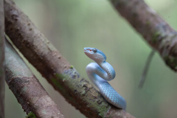 Blue Viper aka Trimeresurus Insularis in Nature