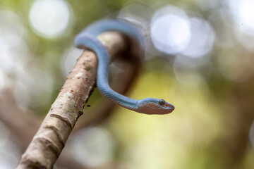 Blue Viper aka Trimeresurus Insularis in Nature