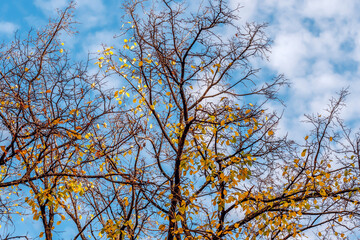 The crown of a tree with yellow leaves flying off on an autumn day