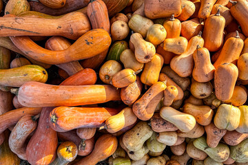 pumpkin fresh harvest plant varieties of pumpkin food outdoor copy space food background rustic top view vegetarian vegan food no met