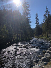 Fototapeta premium Koscieliska Valley, Tatry National Park. Mountain river between the trees