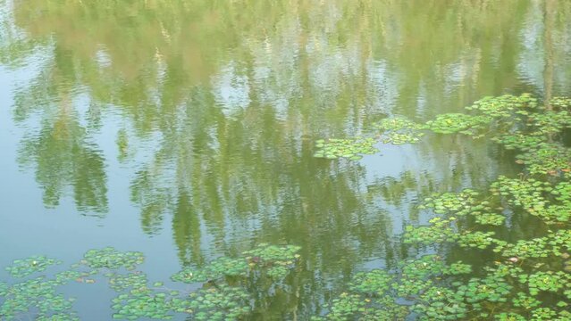 Reflections of duckweed and trees in a pond