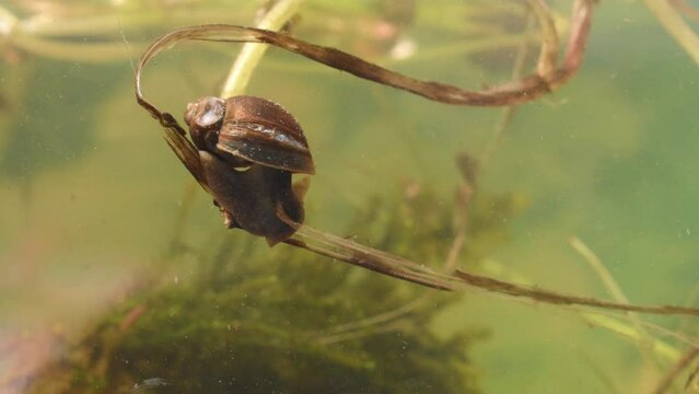 acquatic snail , Aphlisia rosea, water, pond, bog, Gran Paradiso National Park, Italy