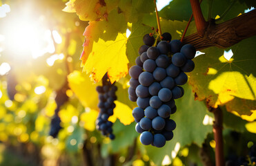 Fototapeta premium Bunches of ripe grapes on a vine in the rays of the sun.