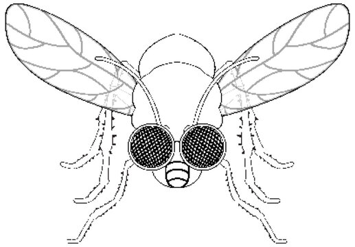Happy fly cartoon character doodle